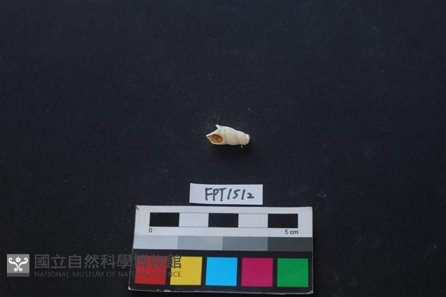 貝殼藏品圖，第1張