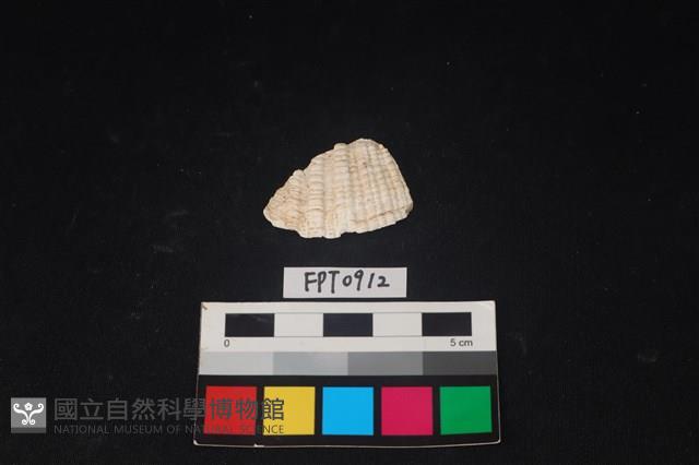 貝殼藏品圖，第1張