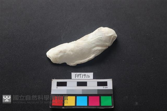 貝殼藏品圖，第1張