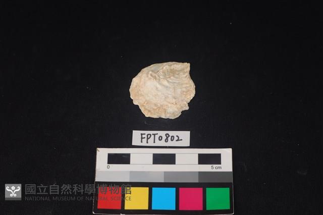 貝殼藏品圖，第1張