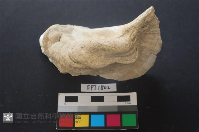 貝殼藏品圖，第1張