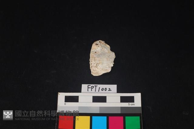 貝殼藏品圖，第1張
