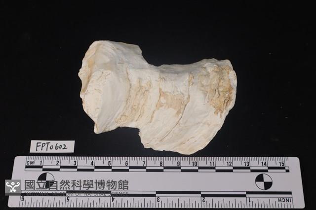 貝殼藏品圖，第1張