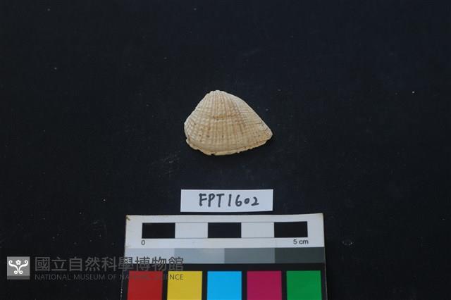 貝殼藏品圖，第1張