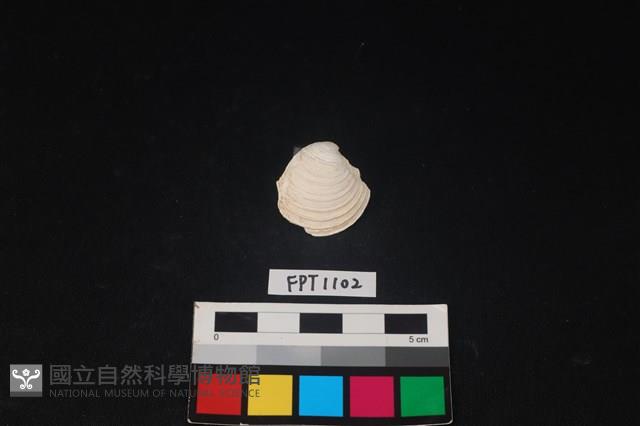 貝殼藏品圖，第1張