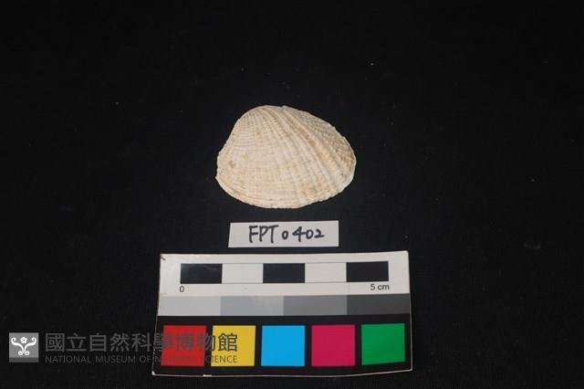 貝殼藏品圖，第1張