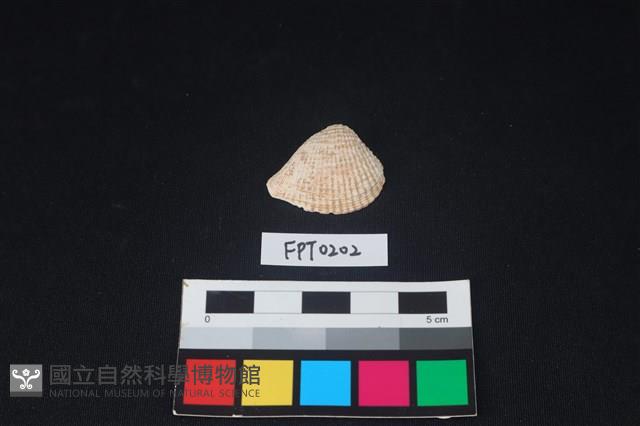 貝殼藏品圖，第1張