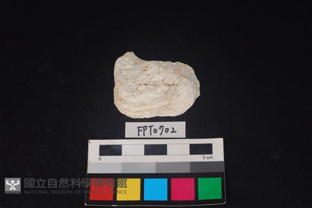 貝殼藏品圖，第1張