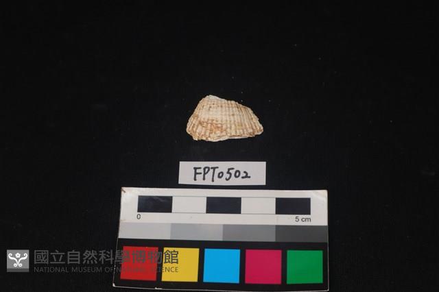貝殼藏品圖，第1張