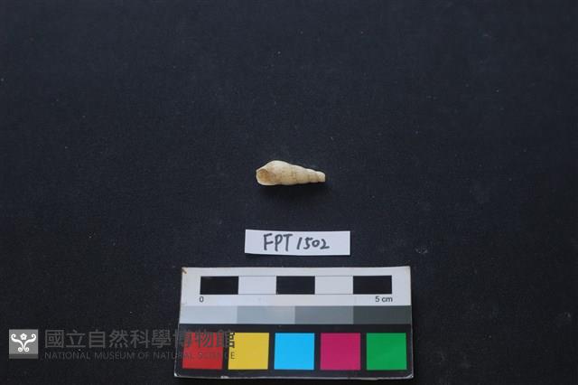 貝殼藏品圖，第1張