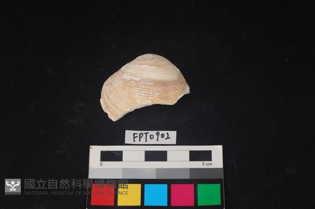 貝殼藏品圖，第1張