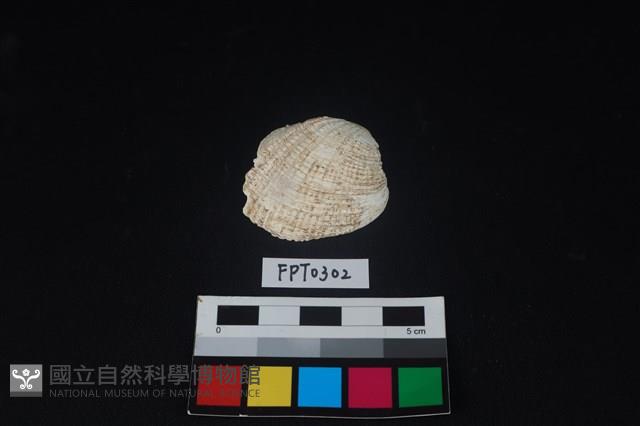 貝殼藏品圖，第1張