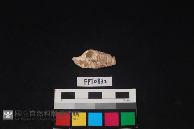 貝殼藏品圖，第1張