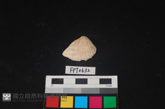貝殼藏品圖，第1張