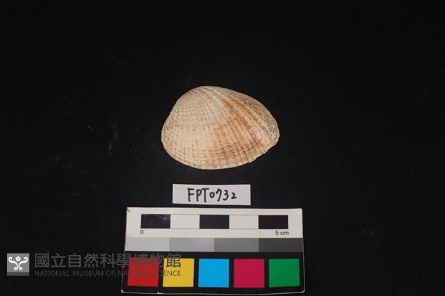 貝殼藏品圖，第1張