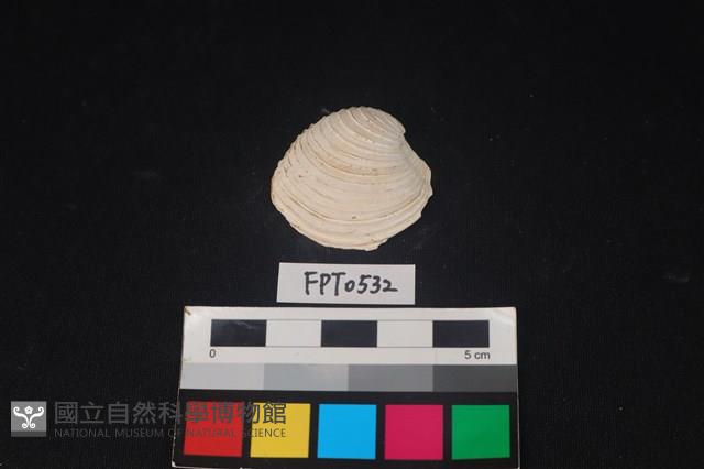 貝殼藏品圖，第1張