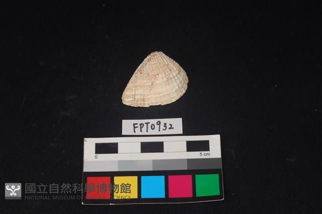 貝殼藏品圖，第1張