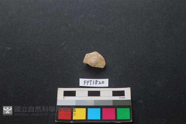 貝殼藏品圖，第1張