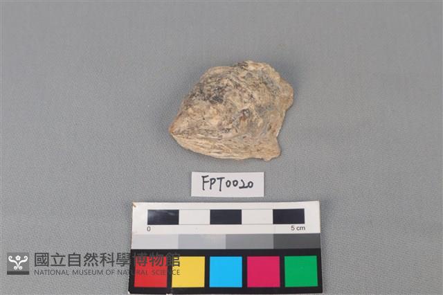 貝殼藏品圖，第1張