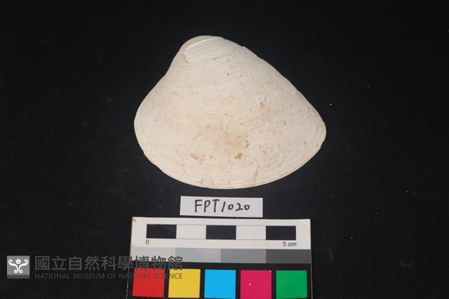 貝殼藏品圖，第1張