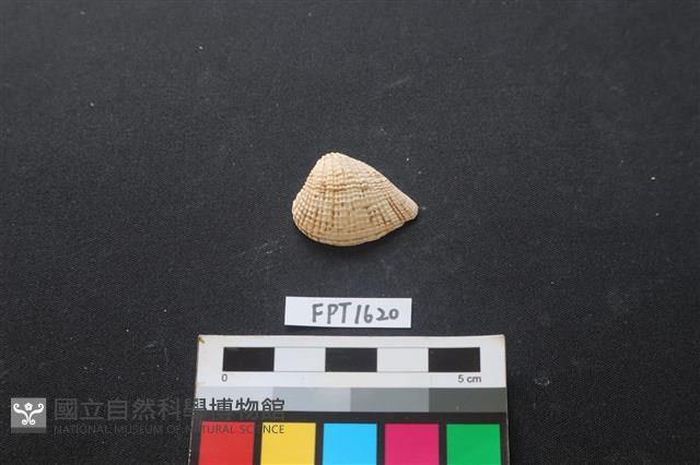 貝殼藏品圖，第1張