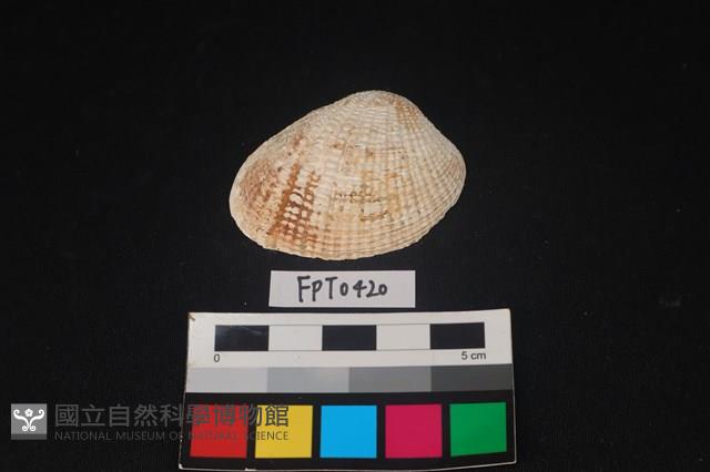貝殼藏品圖，第1張