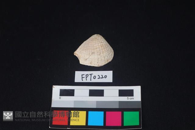 貝殼藏品圖，第1張