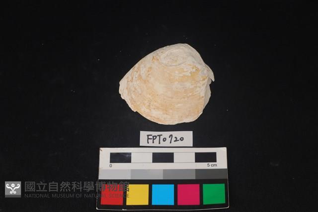 貝殼藏品圖，第1張
