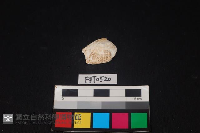 貝殼藏品圖，第1張