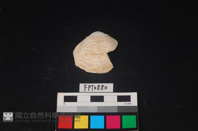 貝殼藏品圖，第1張