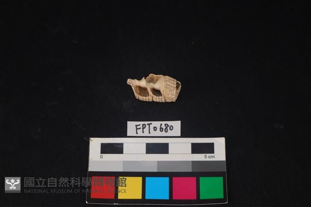 貝殼藏品圖，第1張