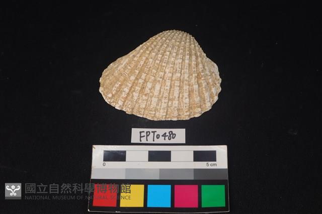 貝殼藏品圖，第1張