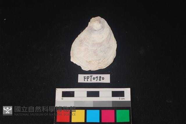 貝殼藏品圖，第1張