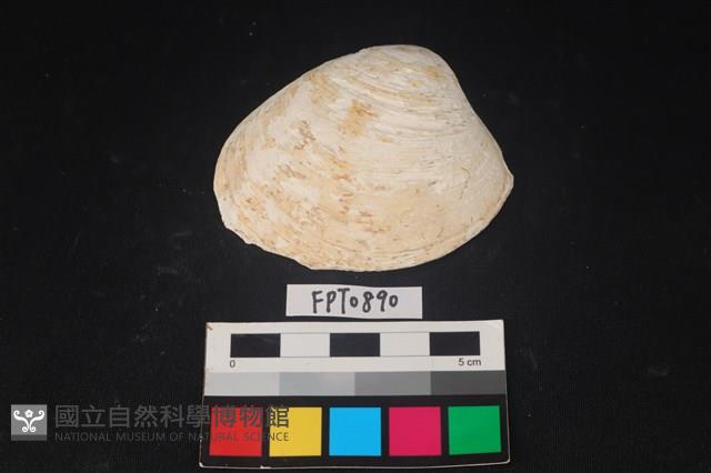 貝殼藏品圖，第1張