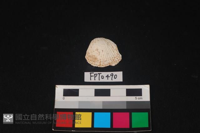 貝殼藏品圖，第1張