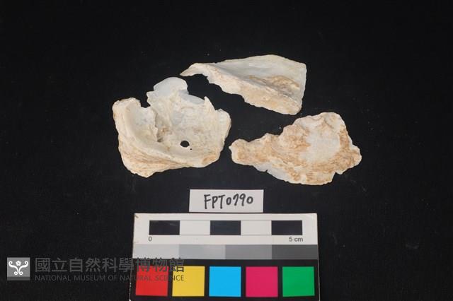 貝殼藏品圖，第1張
