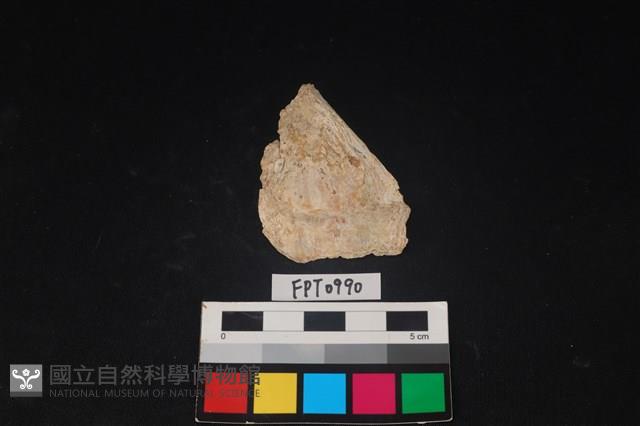 貝殼藏品圖，第1張