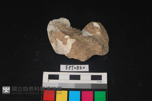 貝殼藏品圖，第1張