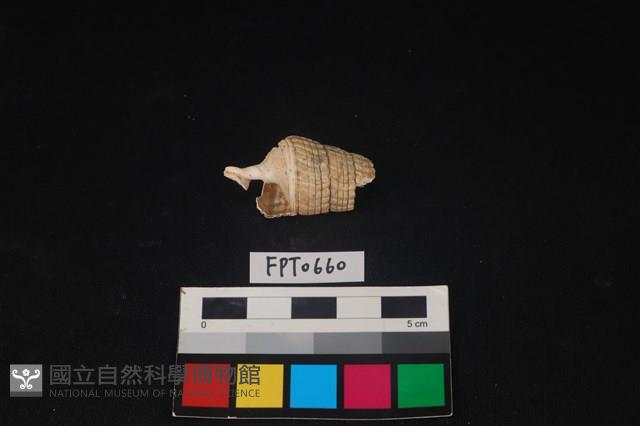 貝殼藏品圖，第1張