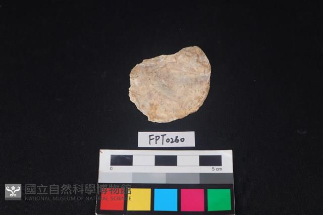 貝殼藏品圖，第1張
