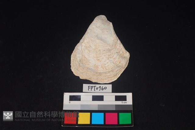 貝殼藏品圖，第1張