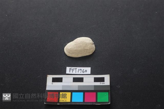 貝殼藏品圖，第1張