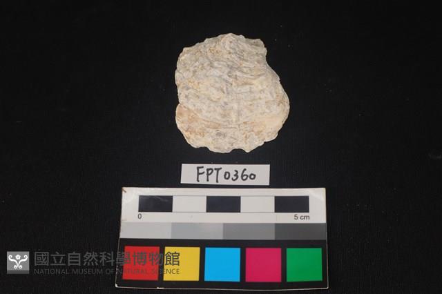 貝殼藏品圖，第1張