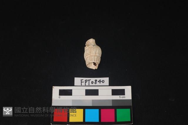 貝殼藏品圖，第1張