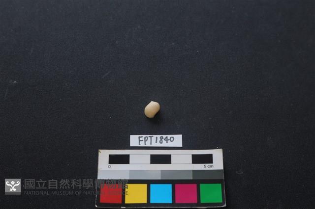 貝殼藏品圖，第1張
