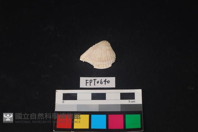 貝殼藏品圖，第1張