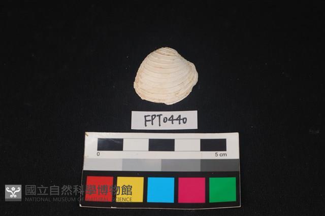 貝殼藏品圖，第1張