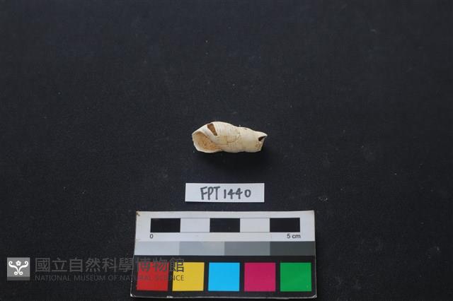 貝殼藏品圖，第1張