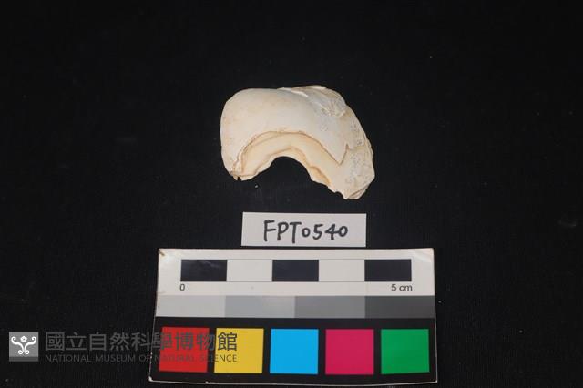 貝殼藏品圖，第1張