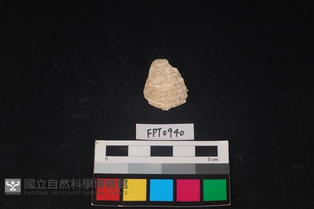 貝殼藏品圖，第1張